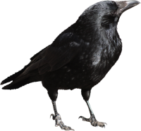 a black crow